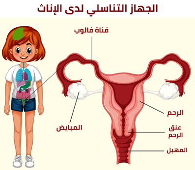 شكل الجهاز التناسلي للمراة - بالصور شرح تفصيلي للعضو النسائي -D8-B4-D9-83-D9-84 -D8-A7-D9-84-D8-Ac-D9-87-D8-A7-D8-B2 -D8-A7-D9-84-D8-Aa-D9-86-D8-A7-D8-B3-D9-84-D9-8A -D9-84-D9-84-D9-85-D8-B1-D8-A7-D8-A9 -D8-A8-D8-A7-D9-84-D8-B5-D9-88-D8-B1 -D8-B4-D8-B1-D8-Ad 4