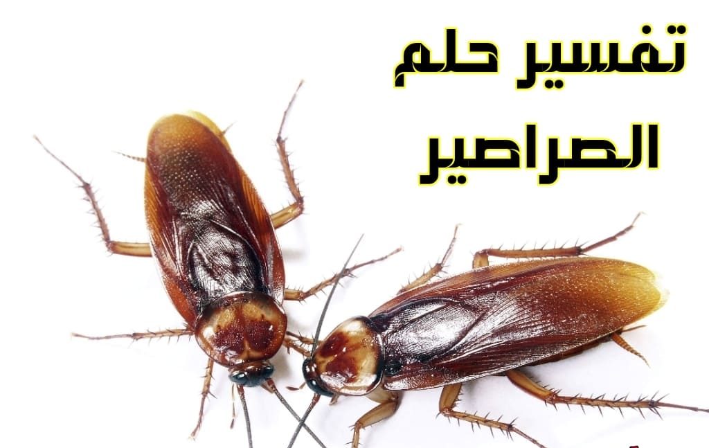 الصرصار فى المنام , رؤية الحشرات في الحلم