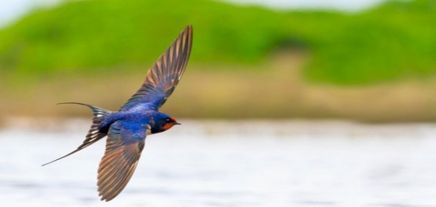 معلومات عن طائر السنونو المهاجر , ماذا تعرف عن الطائر