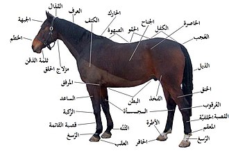 اسماء الخيول العربية الاصيلة , تعرف على أسماء الخيل