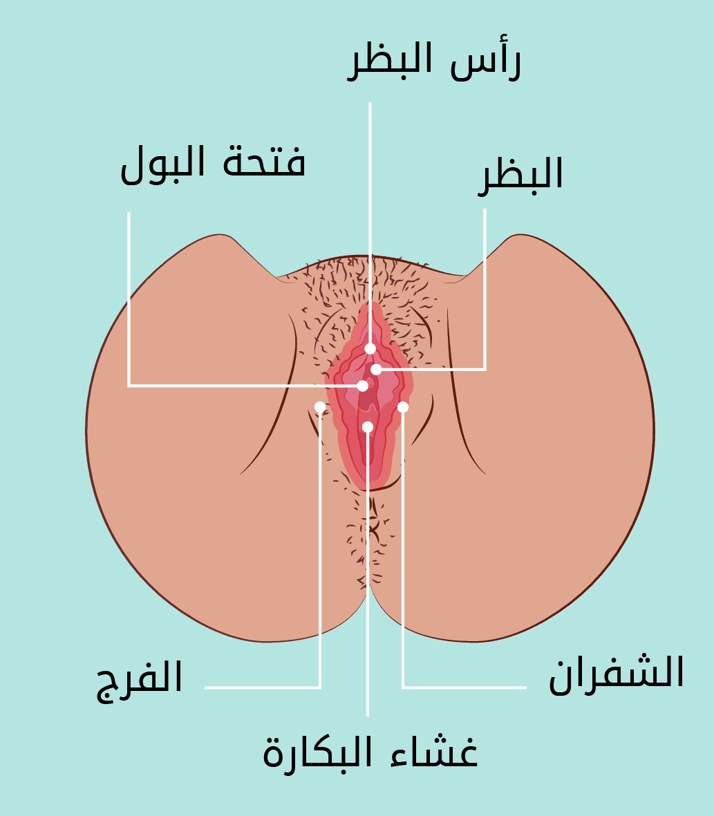 شكل الجهاز التناسلي للمراة - بالصور شرح تفصيلي للعضو النسائي -D8-B4-D9-83-D9-84 -D8-A7-D9-84-D8-Ac-D9-87-D8-A7-D8-B2 -D8-A7-D9-84-D8-Aa-D9-86-D8-A7-D8-B3-D9-84-D9-8A -D9-84-D9-84-D9-85-D8-B1-D8-A7-D8-A9 -D8-A8-D8-A7-D9-84-D8-B5-D9-88-D8-B1 -D8-B4-D8-B1-D8-Ad 1