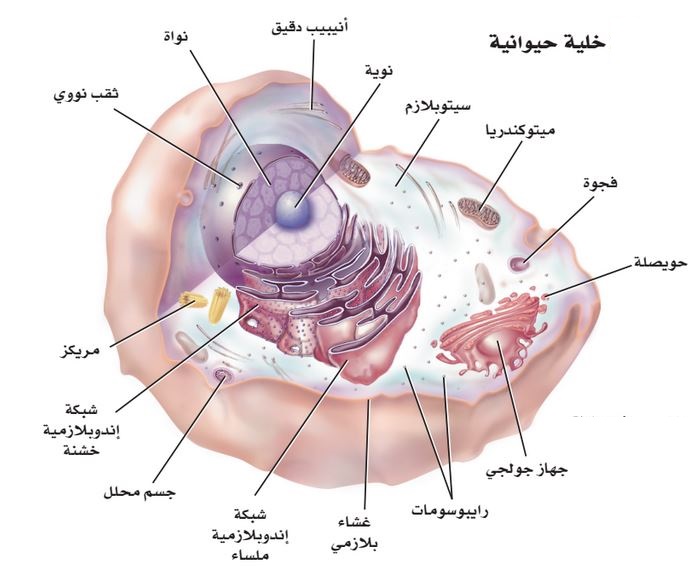 صور الخلية الحيوانية - مكونات الخلية الحيوانية -D8-B5-D9-88-D8-B1 -D8-A7-D9-84-D8-Ae-D9-84-D9-8A-D8-A9 -D8-A7-D9-84-D8-Ad-D9-8A-D9-88-D8-A7-D9-86-D9-8A-D8-A9 -D9-85-D9-83-D9-88-D9-86-D8-A7-D8-Aa -D8-A7-D9-84-D8-Ae-D9-84-D9-8A-D8-A9 -D8-A7-D9-84 1