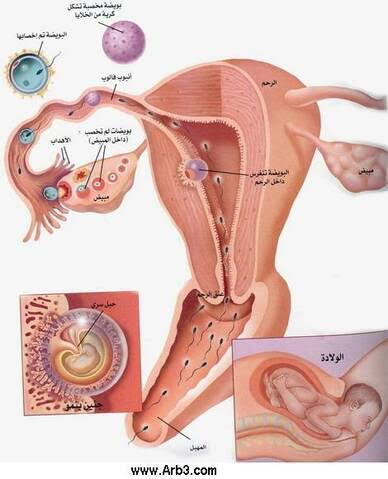 كيفية تلقيح البويضة , متي يتم تلقيح البويضه