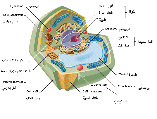 صور الخلية الحيوانية - مكونات الخلية الحيوانية -D8-B5-D9-88-D8-B1 -D8-A7-D9-84-D8-Ae-D9-84-D9-8A-D8-A9 -D8-A7-D9-84-D8-Ad-D9-8A-D9-88-D8-A7-D9-86-D9-8A-D8-A9 -D9-85-D9-83-D9-88-D9-86-D8-A7-D8-Aa -D8-A7-D9-84-D8-Ae-D9-84-D9-8A-D8-A9 -D8-A7-D9-84