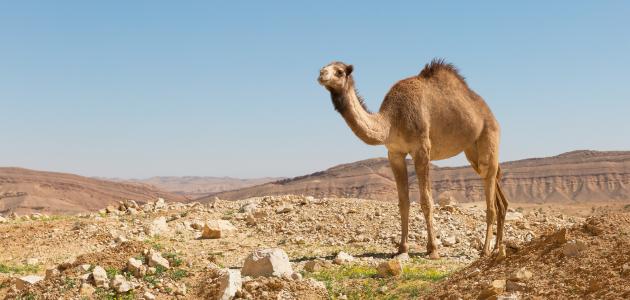 رؤية الجمال الكثيرة في المنام - تفسير غريب حقا تفسير الجمل في الحلم