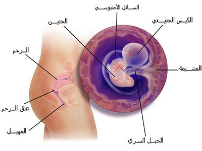 الحمل في الشهر الاول بالصور - شكل الجنين بالرحم بالاسابيع الاولى -D8-A7-D9-84-D8-Ad-D9-85-D9-84 -D9-81-D9-8A -D8-A7-D9-84-D8-B4-D9-87-D8-B1 -D8-A7-D9-84-D8-A7-D9-88-D9-84 -D8-A8-D8-A7-D9-84-D8-B5-D9-88-D8-B1 -D8-B4-D9-83-D9-84 -D8-A7-D9-84-D8-Ac-D9-86-D9-8A-D9-86 8