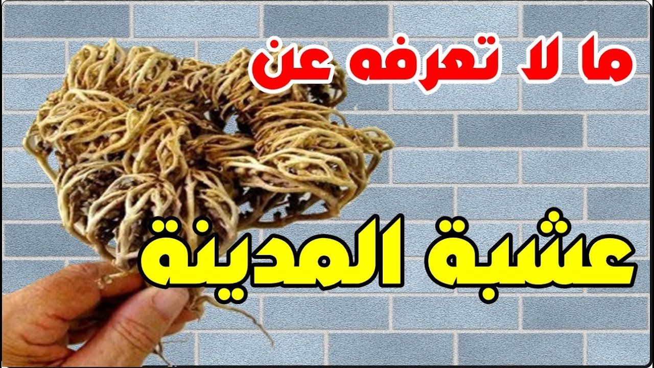 هل عشبة المدينه تنزل الدوره المتاخره , اقوى عشبه لتنزيل الدوره