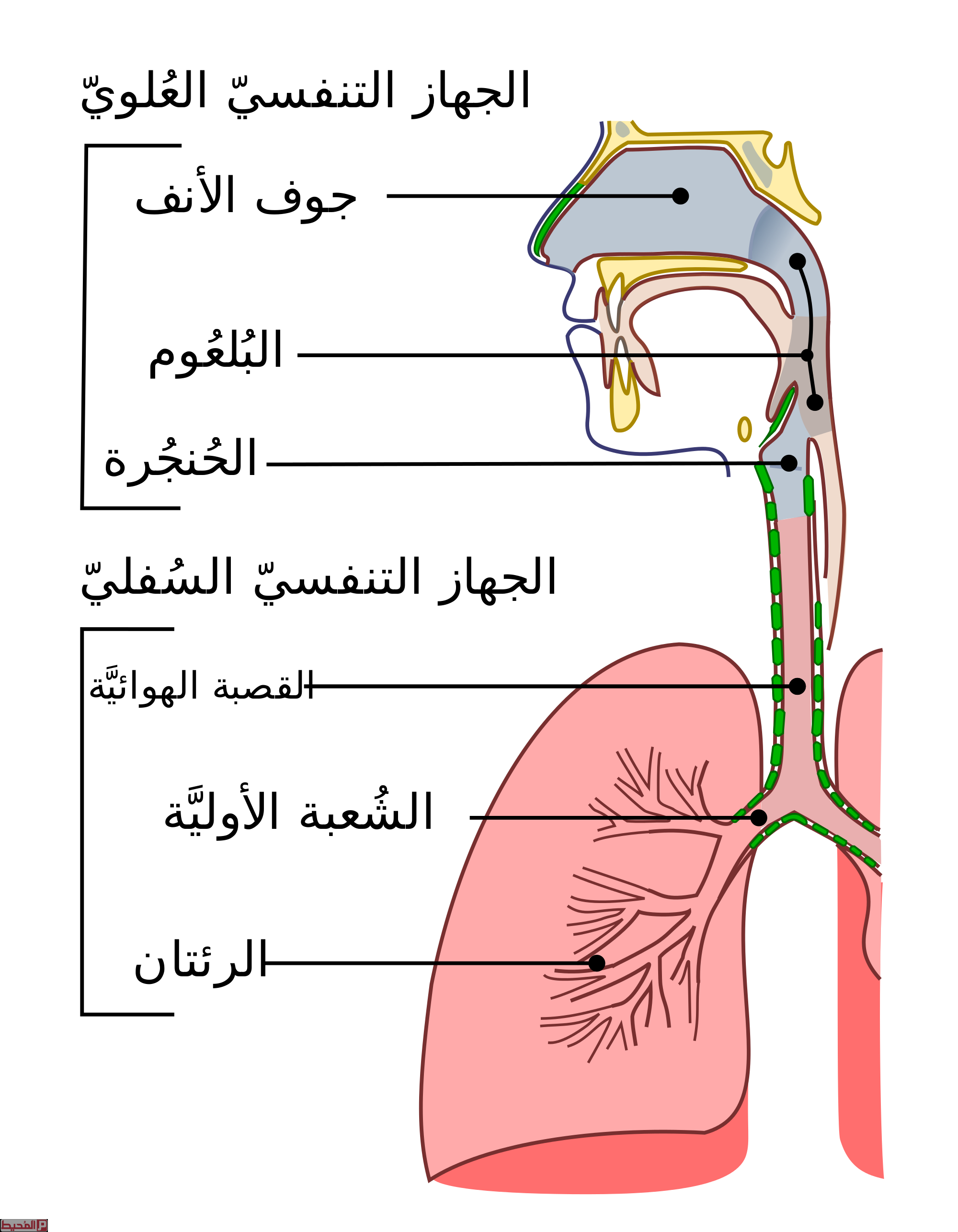 اذكر الوظائف الرئيسية للجهاز التنفسي - تعلم عن الرئه المسؤله عن التنفس -D8-A7-D8-B0-D9-83-D8-B1 -D8-A7-D9-84-D9-88-D8-B8-D8-A7-D8-A6-D9-81 -D8-A7-D9-84-D8-B1-D8-A6-D9-8A-D8-B3-D9-8A-D8-A9 -D9-84-D9-84-D8-Ac-D9-87-D8-A7-D8-B2 -D8-A7-D9-84-D8-Aa-D9-86-D9-81-D8-B3-D9-8A