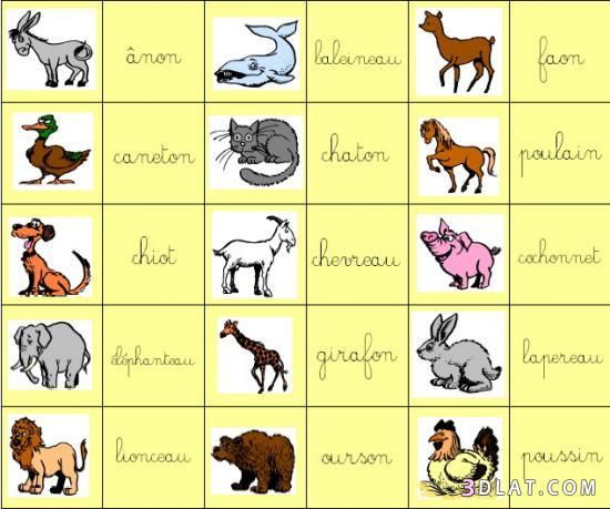 اسماء الحيوانات بالفرنسية , تعرف عن اسماء الحيوانات بالفرنسية