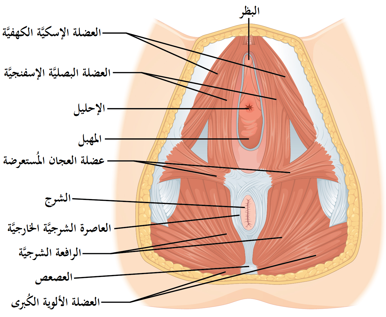 صور انواع الكس - انواع المهبل -D8-B5-D9-88-D8-B1 -D8-A7-D9-86-D9-88-D8-A7-D8-B9 -D8-A7-D9-84-D9-83-D8-B3 -D8-A7-D9-86-D9-88-D8-A7-D8-B9 -D8-A7-D9-84-D9-85-D9-87-D8-A8-D9-84