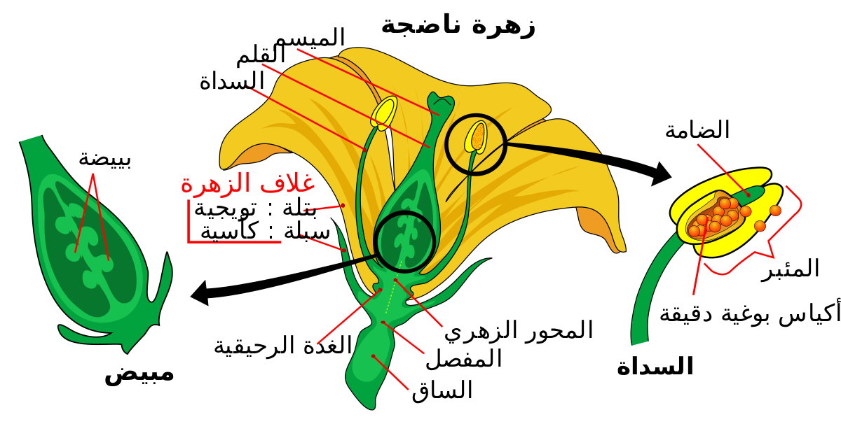 ما هو المتاع – لم اتوقع انه هذا