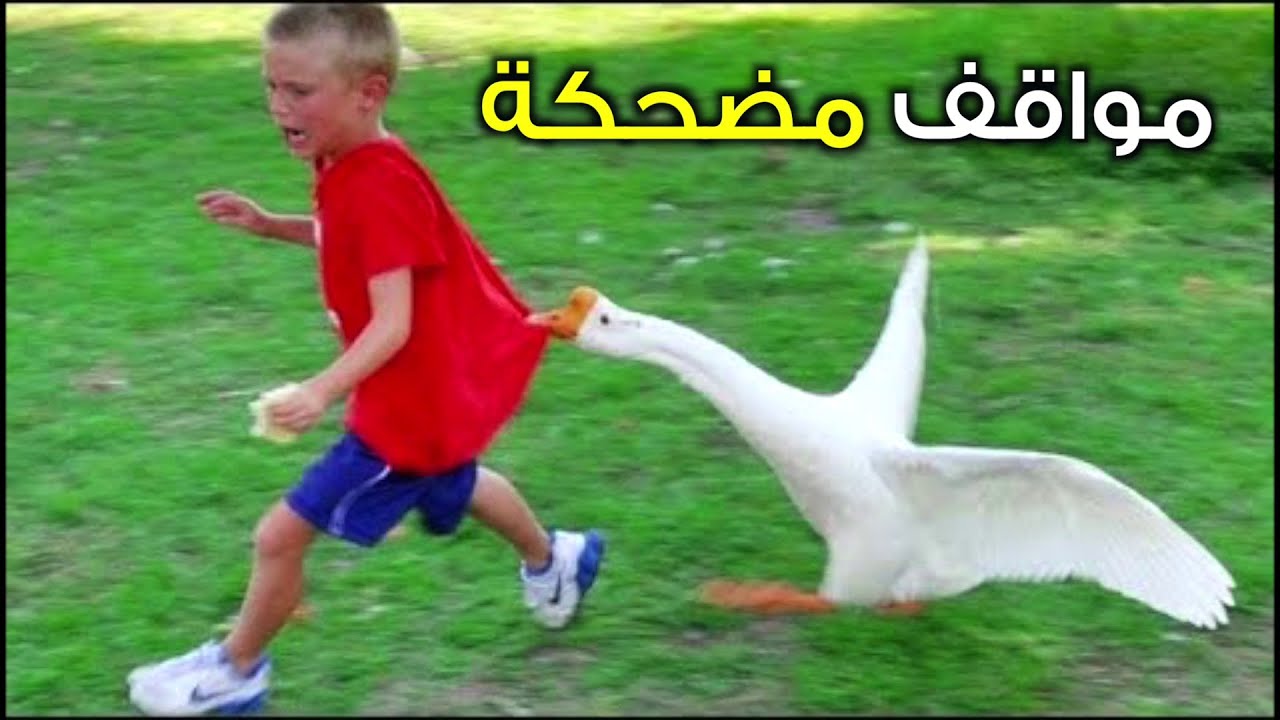 مواقف وطرائف مضحكة للكبار فقط , اضحك هنا من قلبك