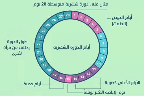 كيف اعرف وقت التبويض