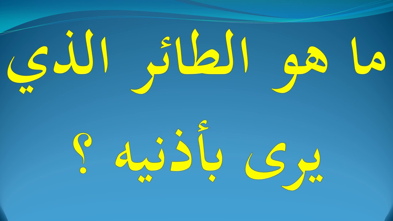 ما هو الطائر الذي يرى باذنيه معلومه جدي