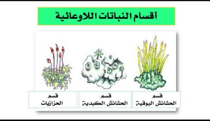 النباتات الوعائية واللاوعائية-هل تعلم عن عالم النباتات النباتات الوعائية واللاوعائيةهل تعل