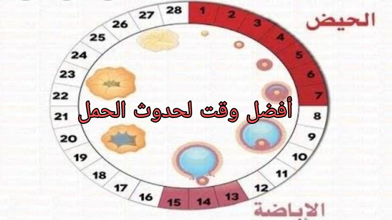 افضل شي للحمل اشياء مهمه تساعد علي الحم 10