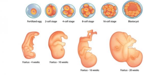 مراحل نمو الجنين بالاسابيع - صور للجنين داخل الرحم -D9-85-D8-B1-D8-A7-D8-Ad-D9-84 -D9-86-D9-85-D9-88 -D8-A7-D9-84-D8-Ac-D9-86-D9-8A-D9-86 -D8-A8-D8-A7-D9-84-D8-A7-D8-B3-D8-A7-D8-A8-D9-8A-D8-B9 -D8-B5-D9-88-D8-B1 -D9-84-D9-84-D8-Ac-D9-86-D9-8A-D9-86 4