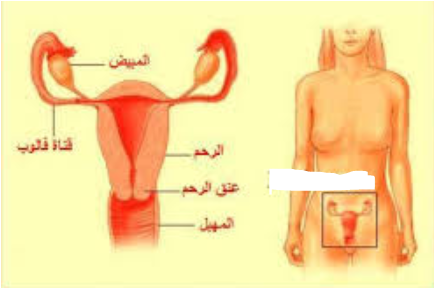 شكل الجهاز التناسلي للمراة - بالصور شرح تفصيلي للعضو النسائي -D8-B4-D9-83-D9-84 -D8-A7-D9-84-D8-Ac-D9-87-D8-A7-D8-B2 -D8-A7-D9-84-D8-Aa-D9-86-D8-A7-D8-B3-D9-84-D9-8A -D9-84-D9-84-D9-85-D8-B1-D8-A7-D8-A9 -D8-A8-D8-A7-D9-84-D8-B5-D9-88-D8-B1 -D8-B4-D8-B1-D8-Ad 2