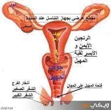 علاج ضيق المهبل الشديد - تعرف على علاج ضيق المهبل لاشديد علاج ضيق المهبل الشديد تعرف على علاج ض