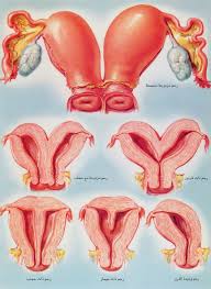 كيف اعرف ان الرحم مائل او مقلوب يعني موفي وضعة الطبيعي , تعرف وضع الرحم
