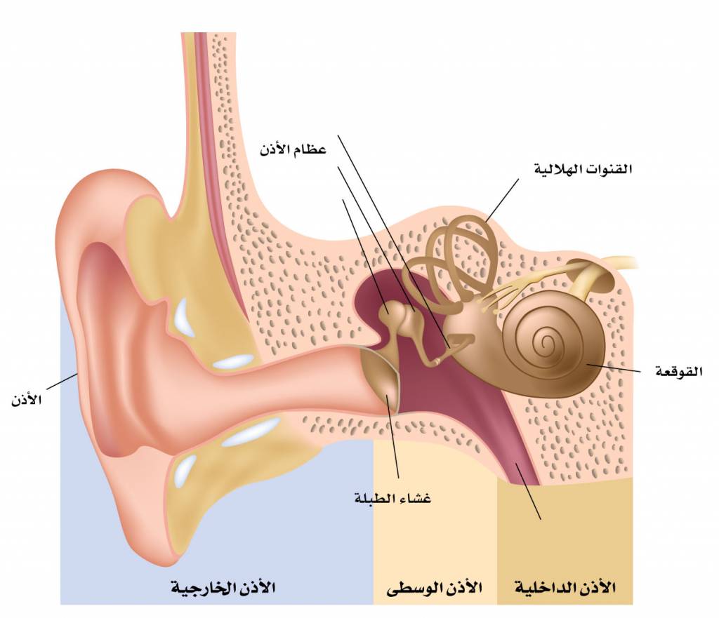 اسباب التهاب الاذن الوسطى , تعرف على الأذن الوسطى و أسباب إلتهابها