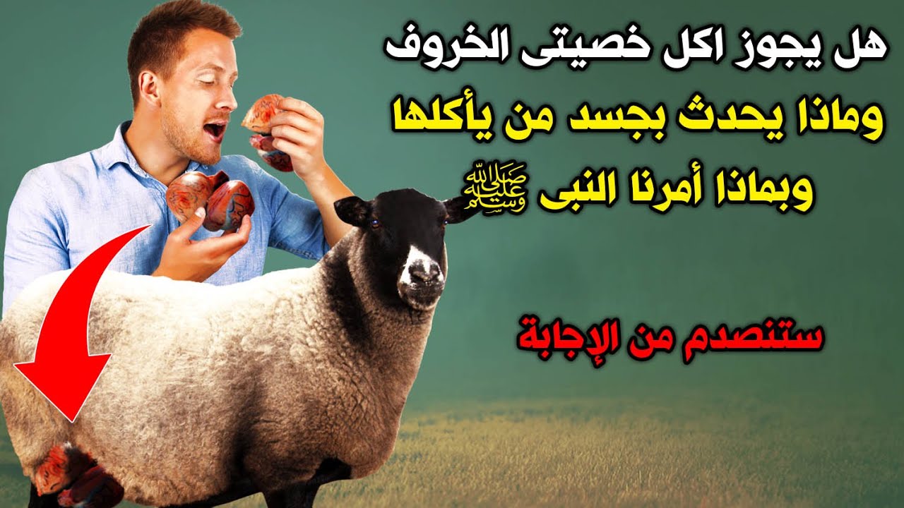 حكم اكل خصية الخروفهل كل حاجة فى الخروف