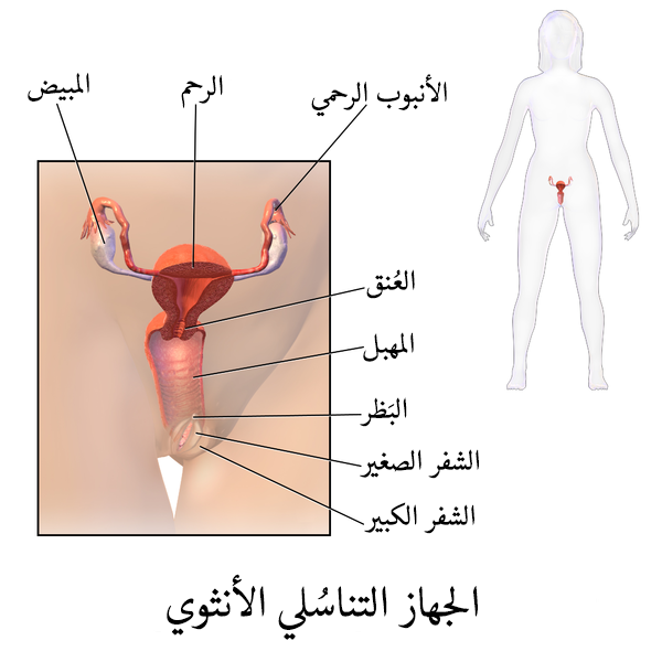 شكل الجهاز التناسلي للمراة - بالصور شرح تفصيلي للعضو النسائي شكل الجهاز التناسلي للمراة بالصور شرح