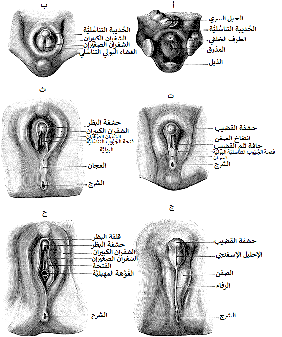 شكل الجهاز التناسلي للمراة - بالصور شرح تفصيلي للعضو النسائي -D8-B4-D9-83-D9-84 -D8-A7-D9-84-D8-Ac-D9-87-D8-A7-D8-B2 -D8-A7-D9-84-D8-Aa-D9-86-D8-A7-D8-B3-D9-84-D9-8A -D9-84-D9-84-D9-85-D8-B1-D8-A7-D8-A9 -D8-A8-D8-A7-D9-84-D8-B5-D9-88-D8-B1 -D8-B4-D8-B1-D8-Ad 3