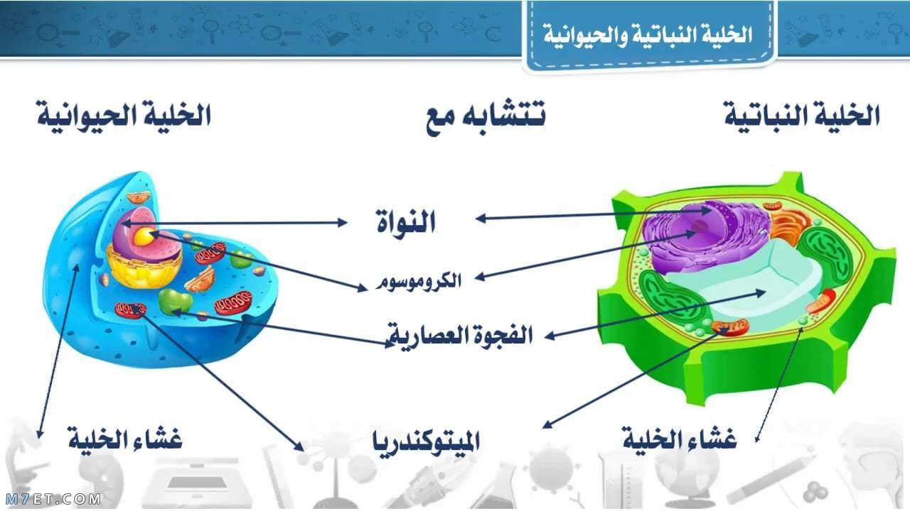 صور الخلية الحيوانية - مكونات الخلية الحيوانية -D8-B5-D9-88-D8-B1 -D8-A7-D9-84-D8-Ae-D9-84-D9-8A-D8-A9 -D8-A7-D9-84-D8-Ad-D9-8A-D9-88-D8-A7-D9-86-D9-8A-D8-A9 -D9-85-D9-83-D9-88-D9-86-D8-A7-D8-Aa -D8-A7-D9-84-D8-Ae-D9-84-D9-8A-D8-A9 -D8-A7-D9-84 5