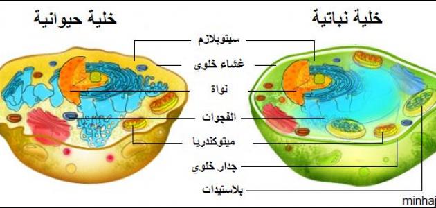 صور الخلية الحيوانية - مكونات الخلية الحيوانية -D8-B5-D9-88-D8-B1 -D8-A7-D9-84-D8-Ae-D9-84-D9-8A-D8-A9 -D8-A7-D9-84-D8-Ad-D9-8A-D9-88-D8-A7-D9-86-D9-8A-D8-A9 -D9-85-D9-83-D9-88-D9-86-D8-A7-D8-Aa -D8-A7-D9-84-D8-Ae-D9-84-D9-8A-D8-A9 -D8-A7-D9-84