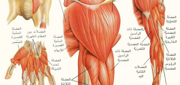 بحث حول العضلات , ما هى أنواع العضلات