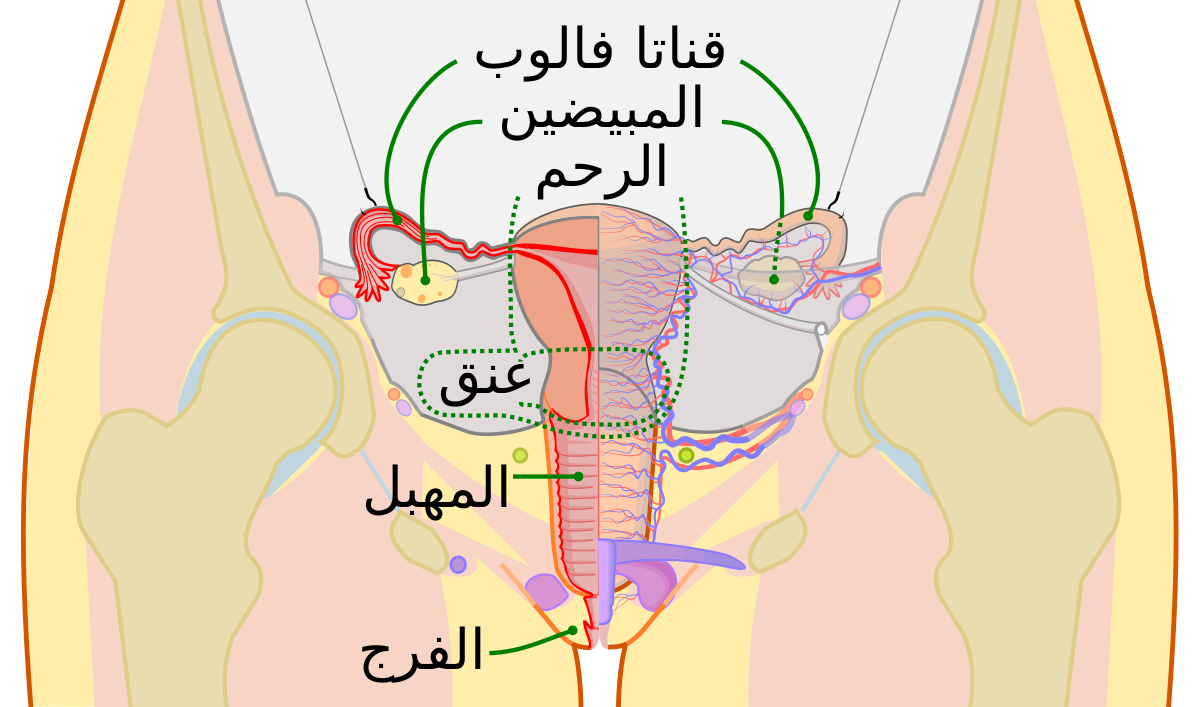 شكل رحم المراة - تعرف على شكل عنق الرحم شكل رحم المراة تعرف على شكل عنق الرحم