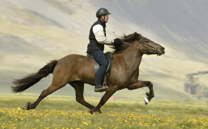 تفسير ركوب الخيل , دلاله وجود حصان فى الحلم