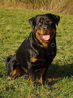 صور اشرس الكلاب-اليكم اعزائي القراء صور لأشرس كلاب العالم 247Px Rottweiler3