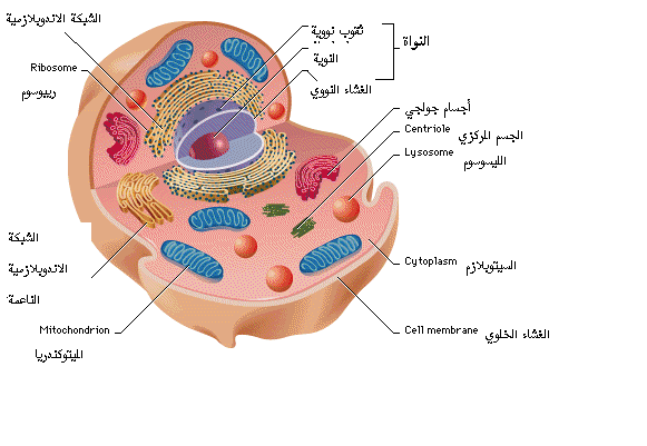 صور الخلية الحيوانية , مكونات الخلية الحيوانية