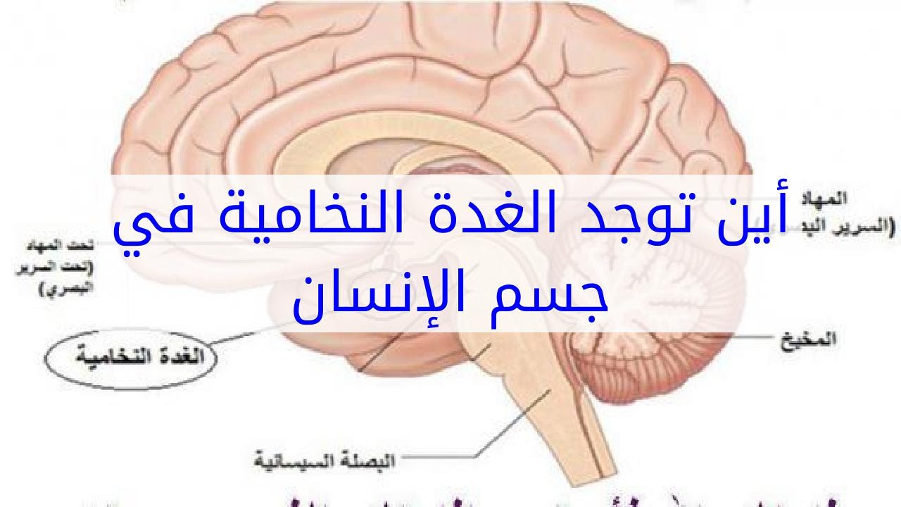 علاج الغدة الكظرية بالقران -D8-B9-D9-84-D8-A7-D8-Ac -D8-A7-D9-84-D8-Ba-D8-Af-D8-A9 -D8-A7-D9-84-D9-83-D8-B8-D8-B1-D9-8A-D8-A9 -D8-A8-D8-A7-D9-84-D9-82-D8-B1-D8-A7-D9-86 1