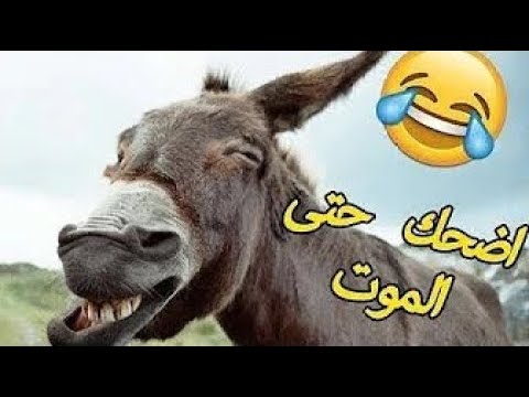 مقطع مضحك جدا جدا جدا- ايه الضحك ده مقطع مضحك جدا جدا جدا ايه الضحك ده