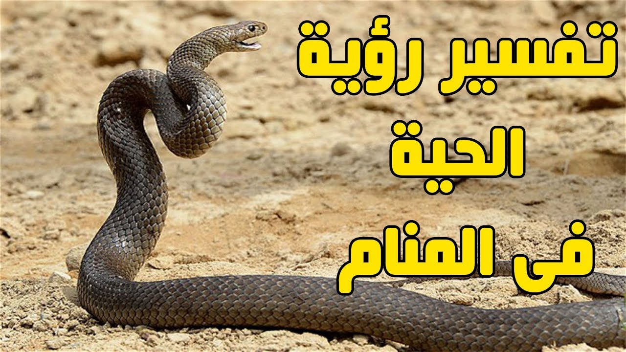 تفسير حلم الكوبراشاهد تفسيرات رؤيتك ع