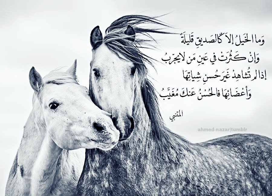 شعر عن ركوب الخيل - الى محبى ركوب الخيل -D8-B4-D8-B9-D8-B1 -D8-B9-D9-86 -D8-B1-D9-83-D9-88-D8-A8 -D8-A7-D9-84-D8-Ae-D9-8A-D9-84 -D8-A7-D9-84-D9-89 -D9-85-D8-Ad-D8-A8-D9-89 -D8-B1-D9-83-D9-88-D8-A8 -D8-A7-D9-84-D8-Ae-D9-8A-D9-84