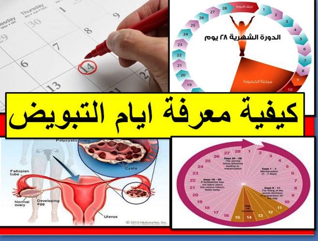 اعراض وقت التبويض - جميع الاعراض المعروفة والغير معروفه -D8-A7-D8-B9-D8-B1-D8-A7-D8-B6 -D9-88-D9-82-D8-Aa -D8-A7-D9-84-D8-Aa-D8-A8-D9-88-D9-8A-D8-B6 -D8-Ac-D9-85-D9-8A-D8-B9 -D8-A7-D9-84-D8-A7-D8-B9-D8-B1-D8-A7-D8-B6 -D8-A7-D9-84-D9-85-D8-B9-D8-B1-D9-88 2