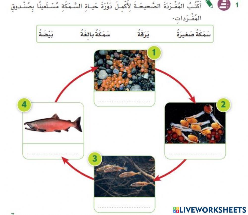 دورة حياة السمكة-هيا لنعرف معلومات عن الاسماك و دورة حياتها 109121514541052389001