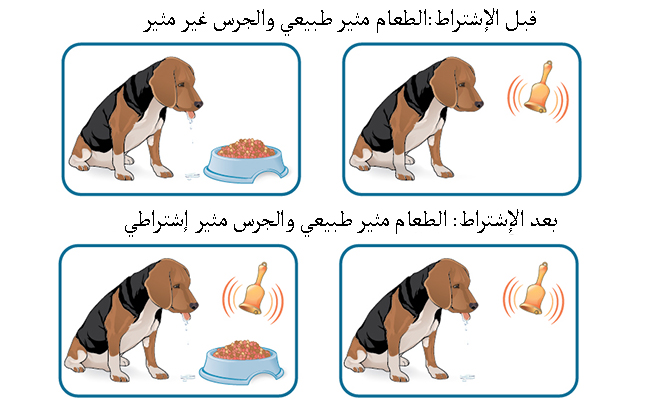 نظرية الاشراط الكلاسيكي ، معلومات عن نظرية الاشراط الكلاسيكي نظرية الاشراط الكلاسيكي ، معلومات عن ن