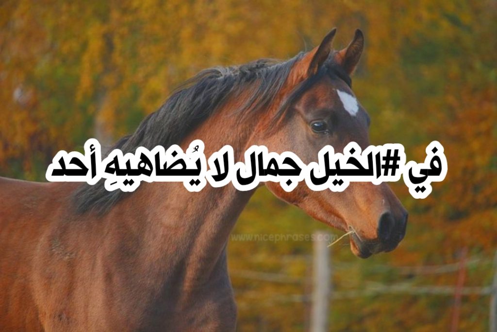 شعر عن ركوب الخيل - الى محبى ركوب الخيل -D8-B4-D8-B9-D8-B1 -D8-B9-D9-86 -D8-B1-D9-83-D9-88-D8-A8 -D8-A7-D9-84-D8-Ae-D9-8A-D9-84 -D8-A7-D9-84-D9-89 -D9-85-D8-Ad-D8-A8-D9-89 -D8-B1-D9-83-D9-88-D8-A8 -D8-A7-D9-84-D8-Ae-D9-8A-D9-84 3