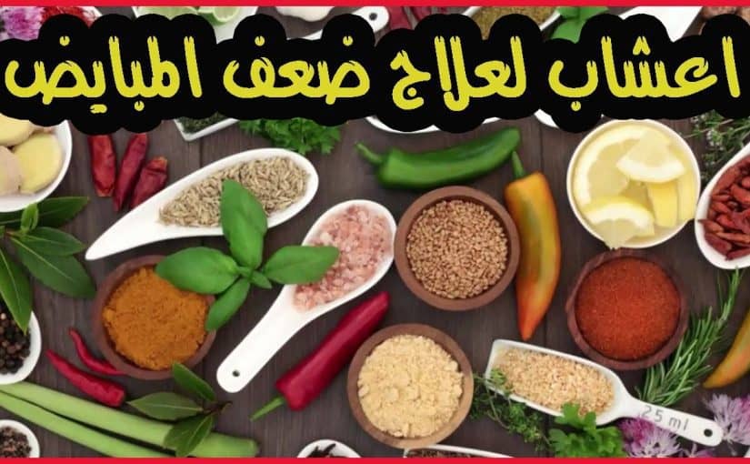 علاج ضعف المبايض بالعسل-فى علاجات طبيعيه للمبايض علاج ضعف المبايض بالعسلفى علاجات طبيع