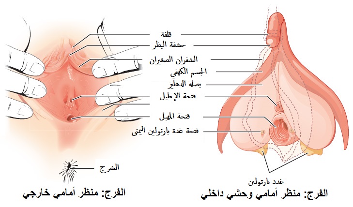 شكل الجهاز التناسلي للمراة - بالصور شرح تفصيلي للعضو النسائي -D8-B4-D9-83-D9-84 -D8-A7-D9-84-D8-Ac-D9-87-D8-A7-D8-B2 -D8-A7-D9-84-D8-Aa-D9-86-D8-A7-D8-B3-D9-84-D9-8A -D9-84-D9-84-D9-85-D8-B1-D8-A7-D8-A9 -D8-A8-D8-A7-D9-84-D8-B5-D9-88-D8-B1 -D8-B4-D8-B1-D8-Ad 2