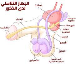 الجهاز التناسلي للذكر ، وبعض التفاصيل الجهاز التناسلي للذكر ، وبعض التفاصيل