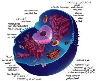 صور الخلية الحيوانية - مكونات الخلية الحيوانية -D8-B5-D9-88-D8-B1 -D8-A7-D9-84-D8-Ae-D9-84-D9-8A-D8-A9 -D8-A7-D9-84-D8-Ad-D9-8A-D9-88-D8-A7-D9-86-D9-8A-D8-A9 -D9-85-D9-83-D9-88-D9-86-D8-A7-D8-Aa -D8-A7-D9-84-D8-Ae-D9-84-D9-8A-D8-A9 -D8-A7-D9-84 3