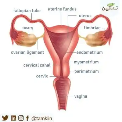 شكل الجهاز التناسلي للمراة - بالصور شرح تفصيلي للعضو النسائي -D8-B4-D9-83-D9-84 -D8-A7-D9-84-D8-Ac-D9-87-D8-A7-D8-B2 -D8-A7-D9-84-D8-Aa-D9-86-D8-A7-D8-B3-D9-84-D9-8A -D9-84-D9-84-D9-85-D8-B1-D8-A7-D8-A9 -D8-A8-D8-A7-D9-84-D8-B5-D9-88-D8-B1 -D8-B4-D8-B1-D8-Ad 1