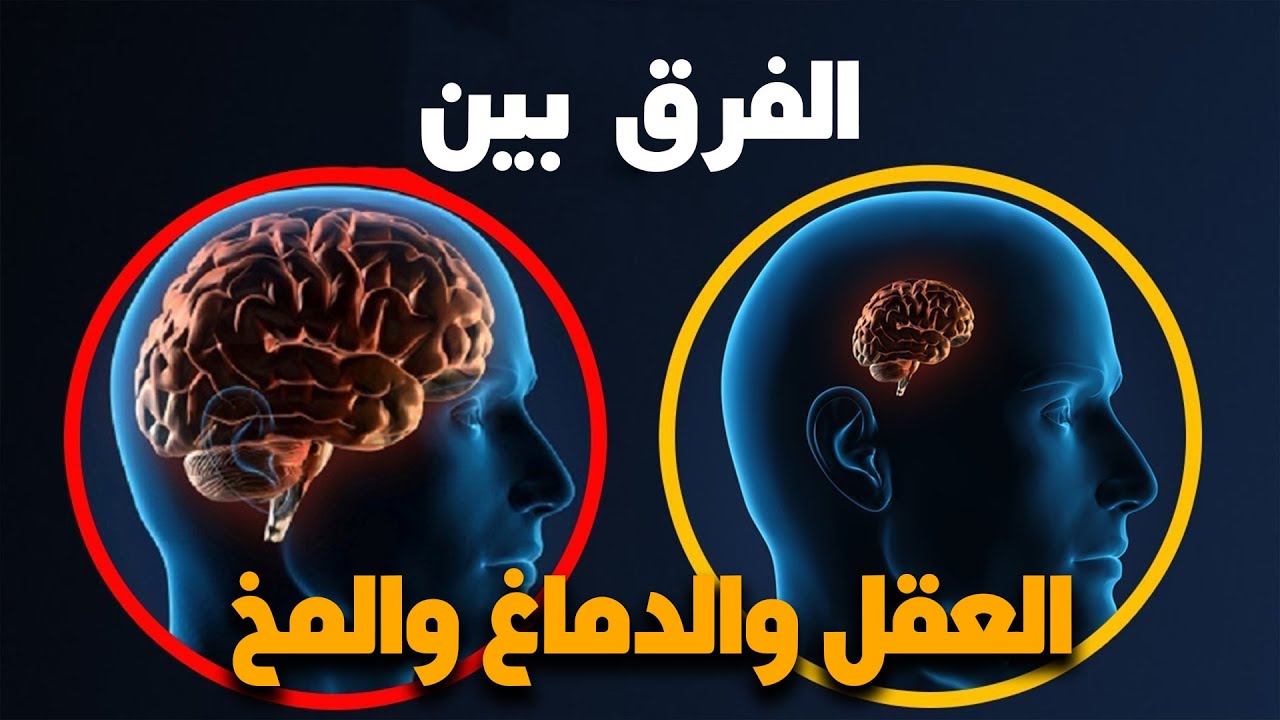 الفرق بين العقل والمخ - نبذه عن العقل والمخ الفرق بين العقل والمخ نبذه عن العقل وا