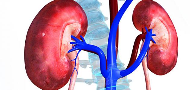 علاج التهاب الكلى ، تعرف الى افضل علاج التهاب الكلى علاج التهاب الكلى ، تعرف الى افضل علاج ا